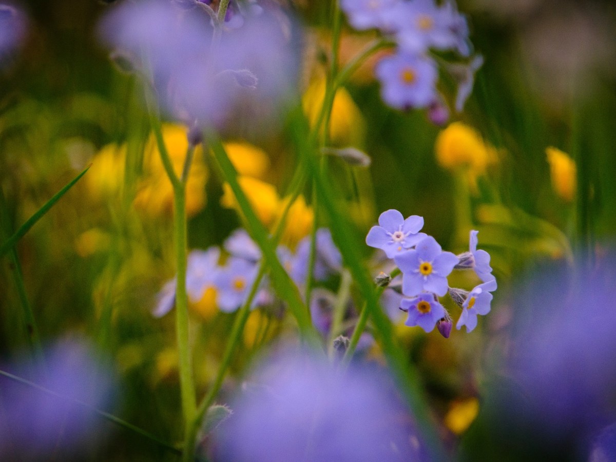 Ministry Announcement